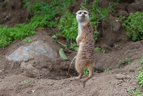 Mischievous Meerkat Peeing Meme GIF