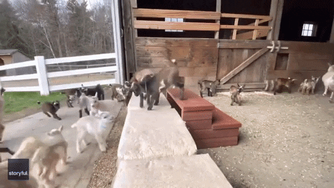 Mischievous Screaming Goats Playing GIF