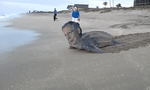 Mitch Mcconnell Turtle Crawling Face Swap Meme GIF