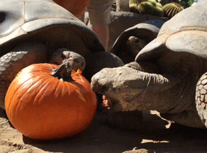 Mitch Mcconnell Turtle Eating Pumpkin GIF