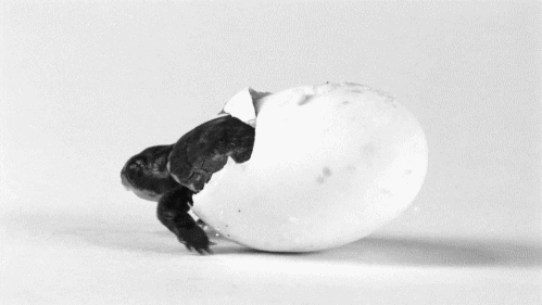 Mitch Mcconnell Turtle Hatching GIF