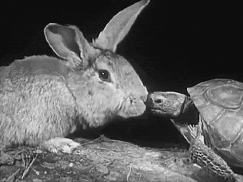 Mitch Mcconnell Turtle Kissing Rabbit GIF