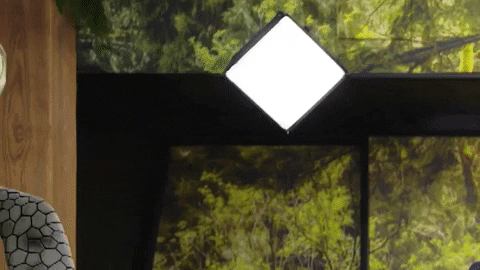 Mitch Mcconnell Turtle Showed Up GIF