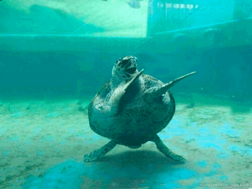 Mitch Mcconnell Turtle Under Water Dance GIF