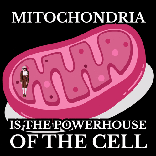 Mitochondria Powerhouse Of The Cell GIF