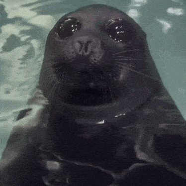 Mlem Seal Gif GIF