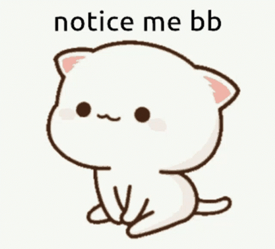 Mochi Cat Wants Attention GIF