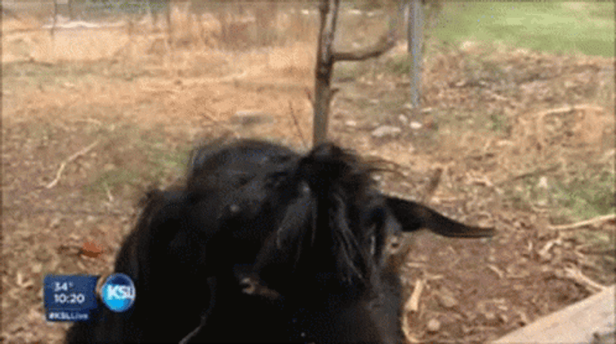 Mocking Silly Goat Tongue Out News Tv GIF