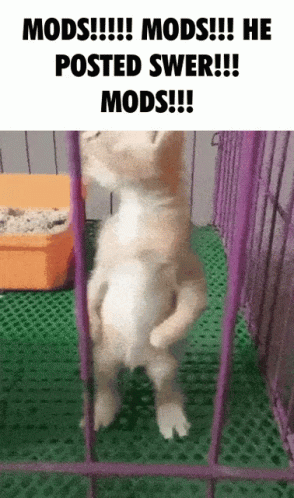 Mods He Posted GIF