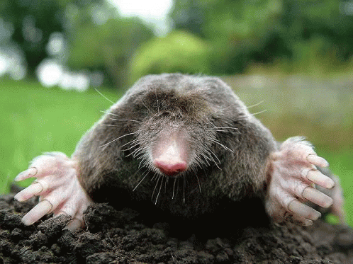 Mole Sticking Head Out Of Ground GIF