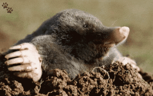 Mole Sticking Head Out Of Hole GIF