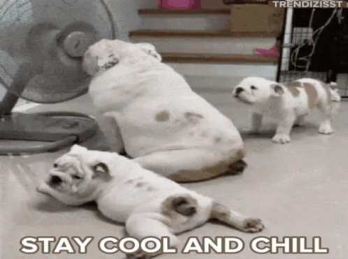 Mom And Puppy Bulldogs Stay Cool GIF