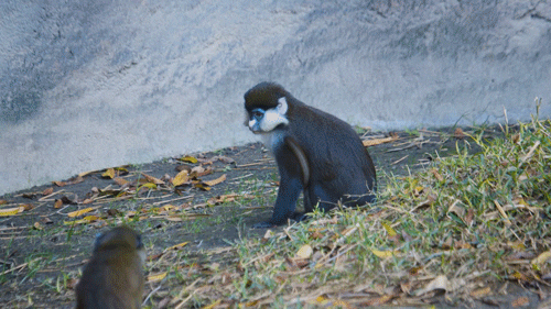 Mommy Primate Clutching Baby Monkey GIF