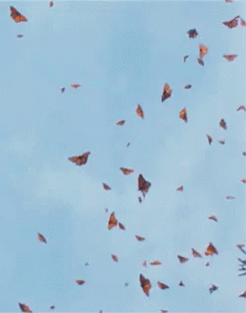 Monarch Butterflies Migration GIF