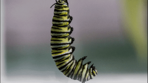 Monarch Caterpillar Evolution GIF