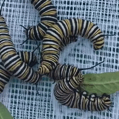 Monarch Caterpillars Playing GIF