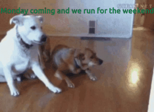 Monday Coming And We Run Almost The Weekend GIF