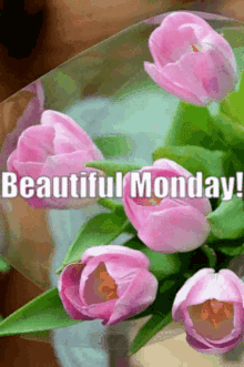 Monday Good Morning Beautiful Purple Tulips GIF