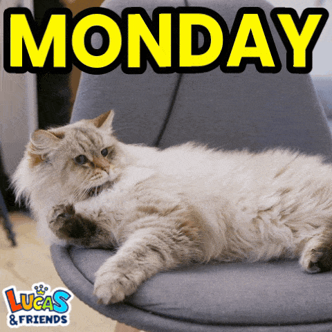 Monday Monday Cat Gif GIF