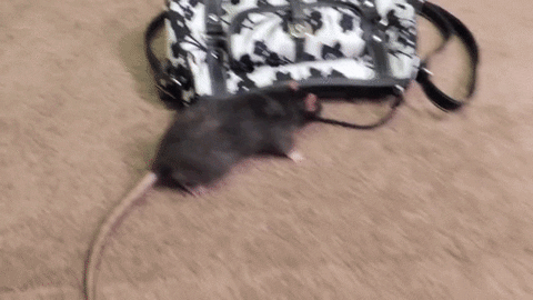 Money Thief Rat GIF