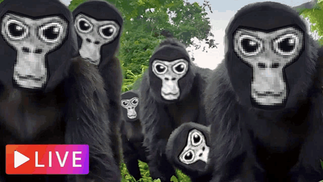 Monke Family Meme GIF