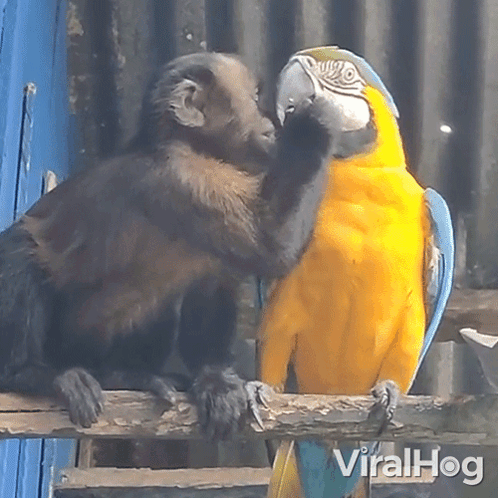Monkey and Parrot Kissing on Nose