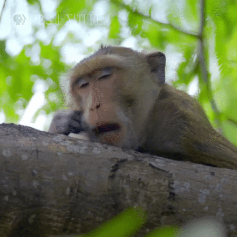 Monkey Animal Yawning GIF