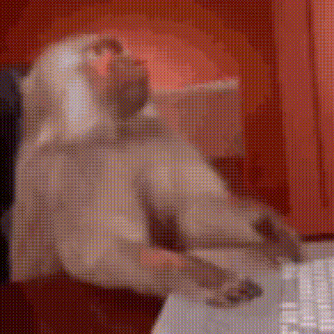 Monkey at Desk Using Computer Mouse