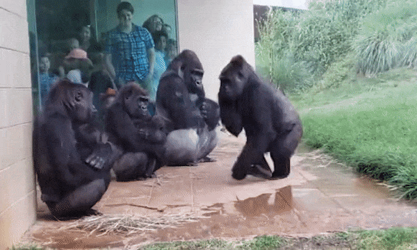 Monkey Avoiding Wet Pathway GIF