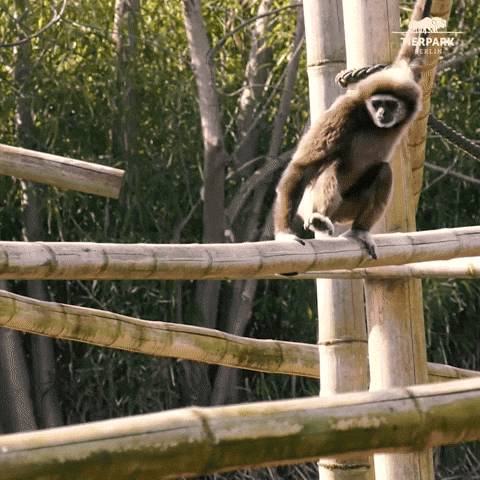 Monkey Balance On Bamboo GIF