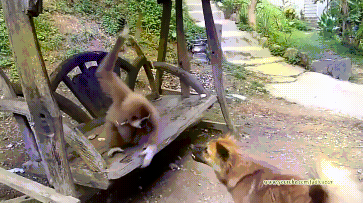 Monkey Boxing With Dog GIF