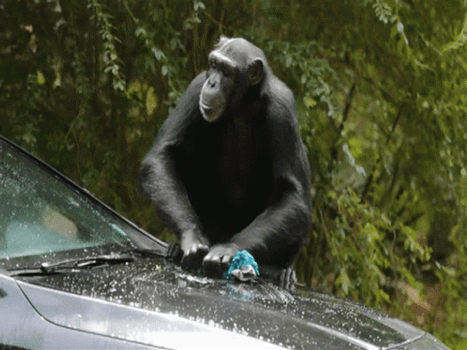 Monkey Car Wash GIF