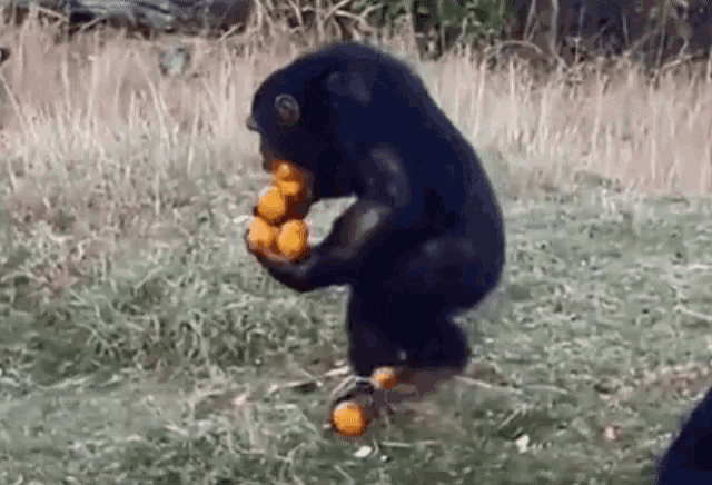Monkey Carrying Food GIF