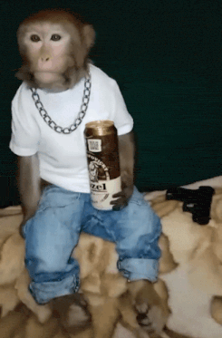 Monkey Chill Monkey Gif GIF