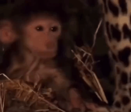 Monkey Close Up Looking Camera by Fence