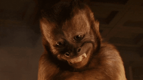 Monkey Close Up Showing Teeth