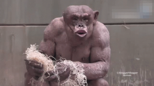 Monkey Close Up with Sloggervlogger Animals