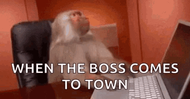 Monkey Computer When Boss Comes To Town GIF