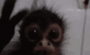Monkey Cute Gif GIF