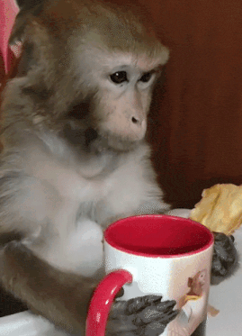 Monkey Cute Monkey Gif GIF
