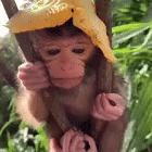 Monkey Cute Monkey Gif GIF