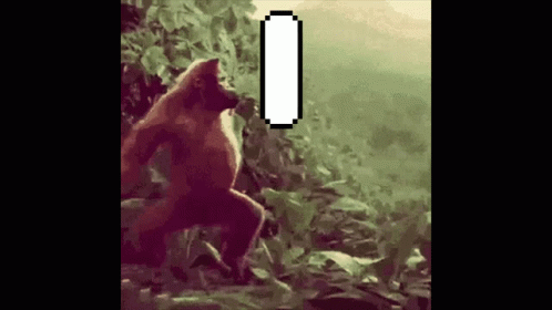Monkey Dancing 99 Dance Coz Ashton Win GIF