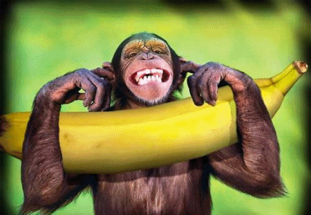 Monkey Dancing Covering Ears Holding Banana GIF