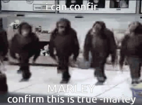 Monkey Dancing I Can Confirm Marley GIF