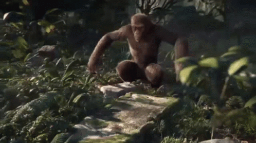 Monkey Dancing In Woods Body Wiggle GIF