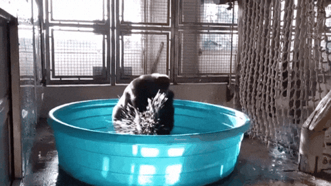 Monkey Dancing Inside Big Basin Splashing GIF