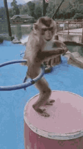 Monkey Dancing Using Hula Hoops GIF