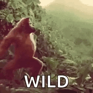 Monkey Dancing Wild Swaying GIF