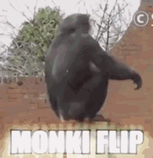 Monkey Doing A Flip Slow Motion GIF