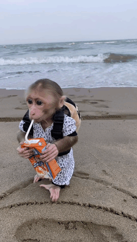 Monkey Drinking Orange Juice